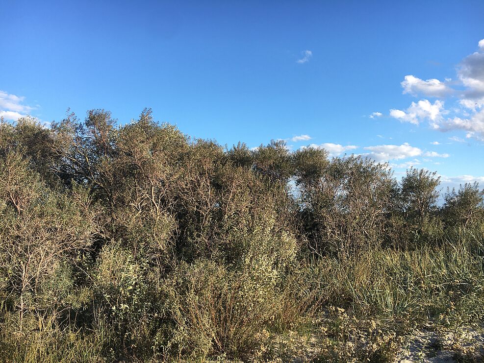 
	Absterbende Pflanzen im Sanddornwildbestand bei Markgrafenheide. ©Popp/JKI
