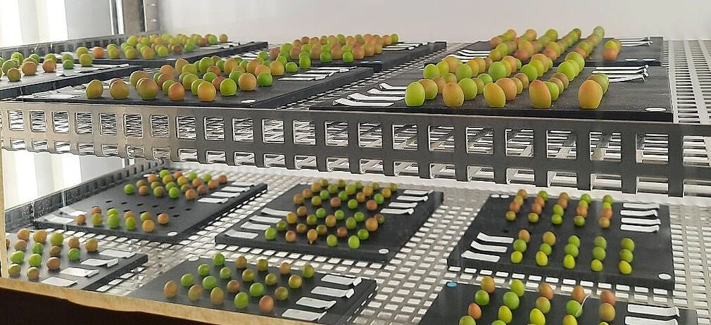 Rebsorten unterscheiden sich in ihrer Hitzestress-Sensitivität, erkennbar an braunen Läsionen. Sorten mit Sonnenbrandneigung im Freiland zeigen auch im Labortest eine höhere Empfindlichkeit. (Foto: Nagarjun Malagol, JKI)