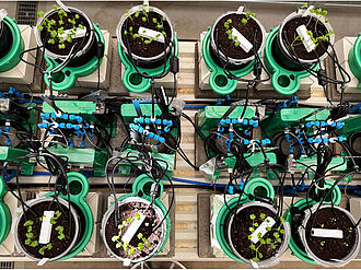 Junge Rapspflanzen (Brassica napus L.) im Plant Array. © Ahmed Elkhouly