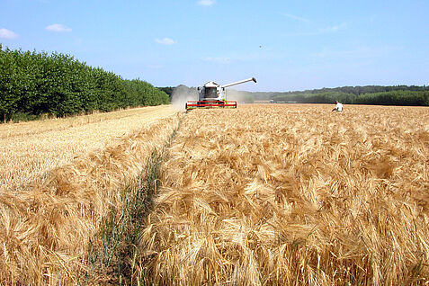 Ernte des Ackerstreifens im Rahmen der Versuche zu modernen Agroforstsystemen, rechts und links Gehölzstreifen.