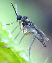 Trauermücken und ihre Larven sind wichtige Schädlinge in Topfpflanzen. (S. Kühne und L. Burghard, JKI)