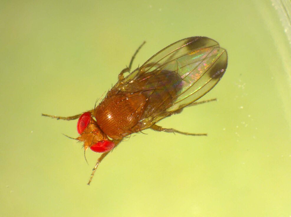 
	Männchen der Kirschessigfliege (Drosophila suzukii)
