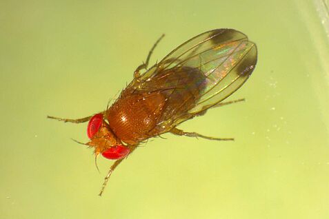 Männchen der Kirschessigfliege (Drosophila suzukii)