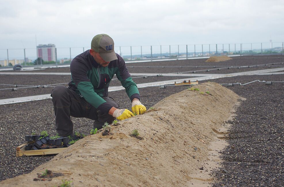 
	Anlegen der Nisthügel für Wildbienen auf dem Dach des Parkhauses des Klinikums. ©Greil/JKI
