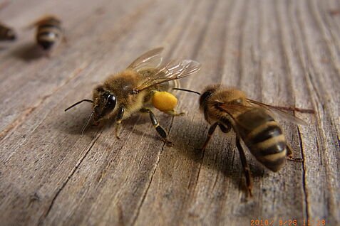 Bienen mit Pollenhöschen.