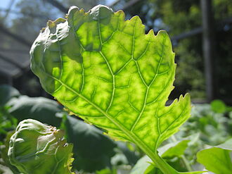 Durch ein Blatt scheint Licht im Gewächshaus hindurch. Die Blattverfärbung ist leicht gelblich, die Blattadern treten grün hervor.