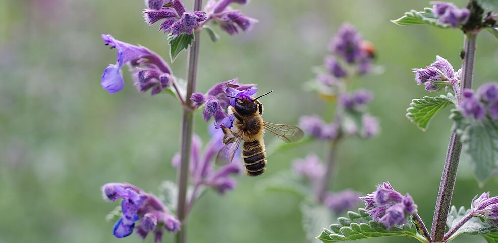 
	Eine Wildbienenart, die in naturnahen Gärten vorkommt, ist die Platterbsen-Mörtelbiene (Megachile ericetorum). Ihr Name verrät an welchen Pflanzenarten sie ihren Pollen sammelt. © H. Greil/Julius Kühn-Institut
