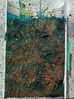 Vertikaler Schnitt durch einen Leptosol-Boden, der im Säulenversuch mit künstlich angefärbtem Abwasser aus der Kläranlage Atotonilco (Mexiko) beregnet wurde,