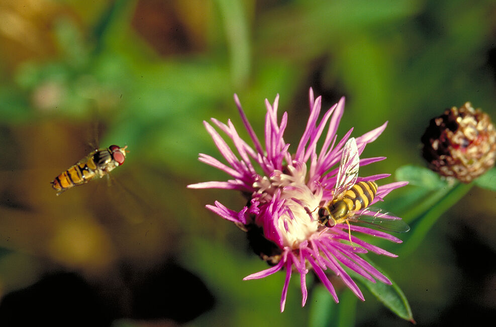 
	Schwebfliege an Wiesenflockenblume (Centaurea).
