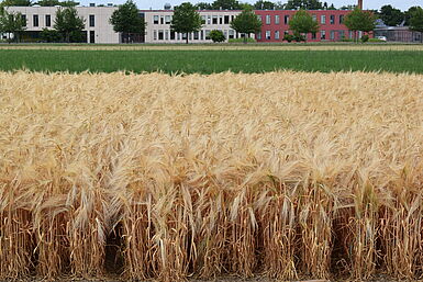 Gerstenramsche auf JKI-Versuchsfeld Quedlinburg (© L. Bülow)