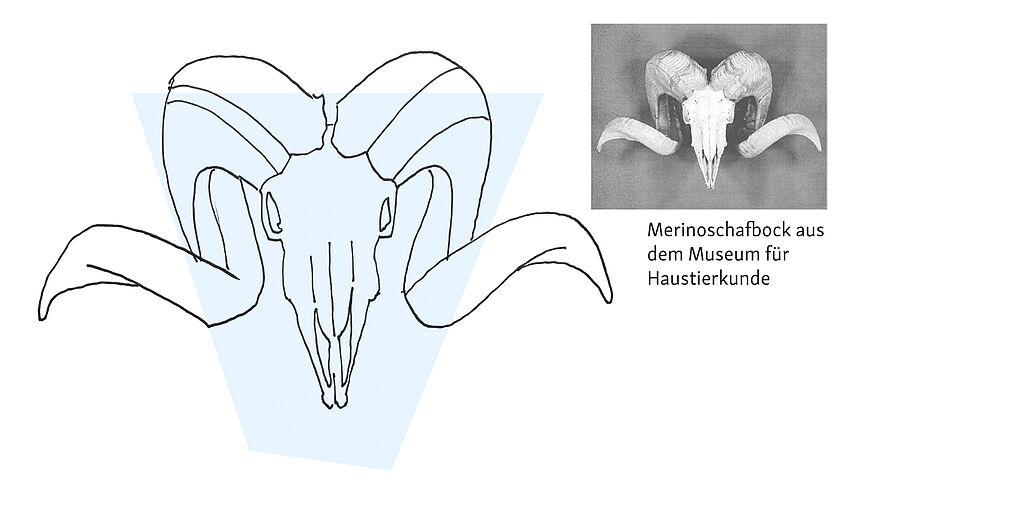 © Dörte Wähner, info@doma.de | Merinoschafbock aus dem Museum für Haustierkunde