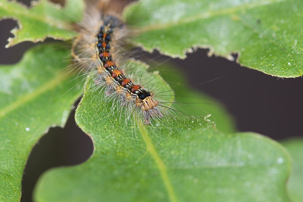 
	Larve eines Schwammspinners. ©Nadine Bräsicke/JKI
