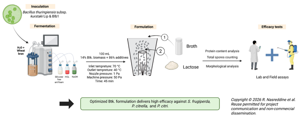
	Schematic presentation of the development and characterisation of a novel fluid bed–dried formulation of Bacillus thuringiensis subsp. Kurstaki. © Rayan_Nasreddine
