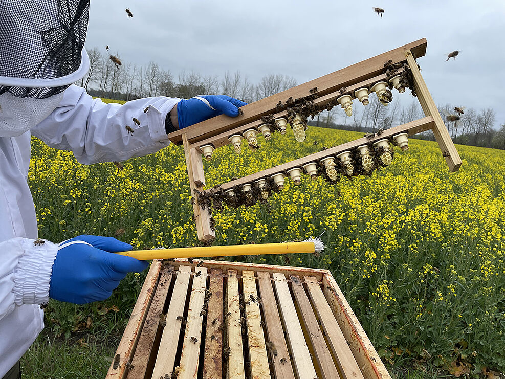 
	Probennahme von Bienenköniginnen im Rahmen der deutschlandweiten Nutribee-Erhebung des Julius-Kühn-Instituts. © K. Wüppenhorst/JKI
