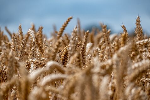 Beste Brotqualität erzeugen und zugleich Treibhausgase reduzieren – das setzt sich das Verbundprojekt MAGIC-KlimaBack zum Ziel. 