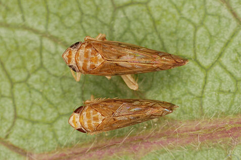 Ein Männchen und ein Weibchen der eingeschleppten Amerikanischen Rebzikade (Scaphoideus titanus), dem Überträgerinsekt des Erreger der Flavescence dorée-Krankheit. © M. Maixner/JKI