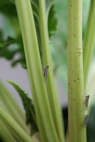 Die Schilfglasflügelzikade Pentastiridius leporinus steht im Verdacht diverse Gemüsekulturen als Wirtspflanze zu nutzen und dabei Bakteriosen zu übertragen. © A. Dewert/JKI