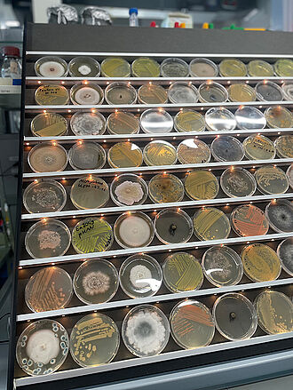 Wildes Sammelsurium im "Mikrobenzoo". © Sarah Barnert/JKI