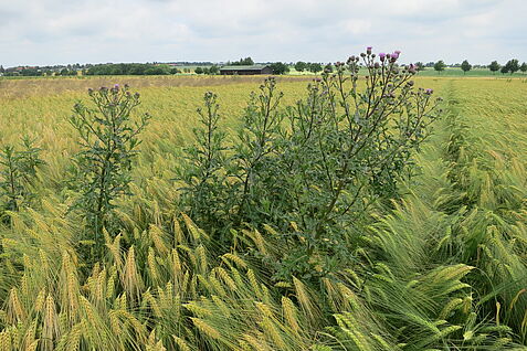 Ackerkratzdistel im Getreidebestand. © A. Littmann/JKI