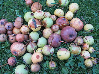 Die einheimische Wildbirne Pyrus pyraster in ihrer Vielfalt im Biosphärenreservat Südost-Rügen im Gebiet Klein Zicker