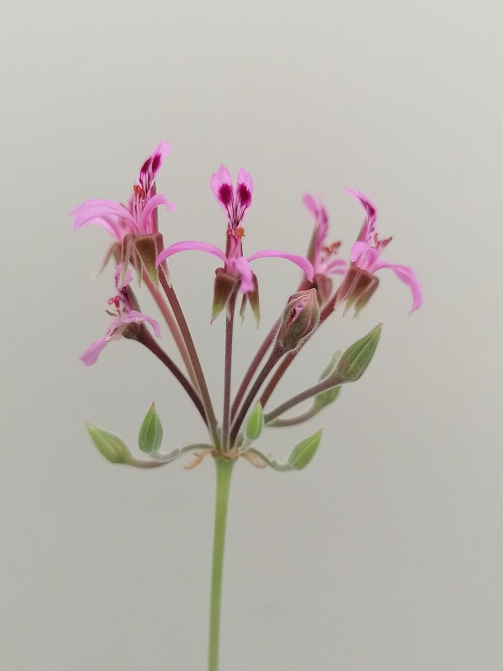 
	Blüte von Pelargonium reniforme, eine Wildart aus der JKI-Sammlung. © S. Plaschil/JKIBlüte von Pelargonium reniforme, eine Wildart aus der JKI-Sammlung. © S. Plaschil/JKI
