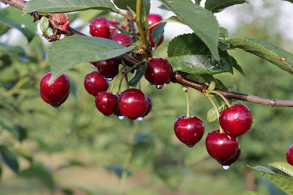 
	Nahaufnahme von reifen Kirschen am Zweig. Wassertropfen bilden sich an den Früchten.
