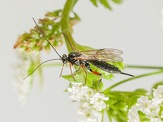 Schlupfwespen (hier Pimpla turionella) parasitiert Puppen des Apfelwicklers (Cydia pomonella), einen bedeutsamen Schädling im Apfelanbau.