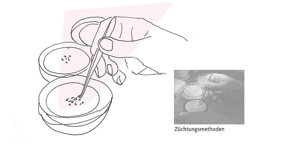 © Dörte Wähner, info@doma.de | Züchtungsmethoden