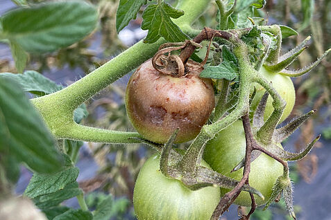 Von Phytophthora infestans befallene Tomatenpflanze (©Philemon Orwa).
