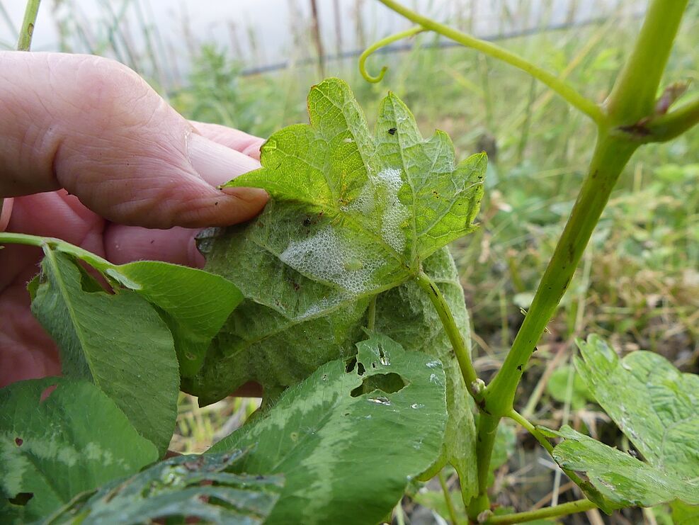 
	Die Larven der Wiesenschaumzikade entwickeln sich in Schaumnestern, die Feuchtigkeit und Temperatur regeln und vor Fressfeinden schützen. ©Michael Maixner/JKI
