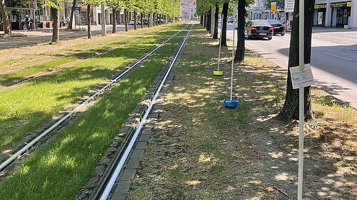 Im Projekt werden die Bienearten mit Farbsdchalen erfasst, hier ein Gleisabschnitt mit einfacher Begrünung vor dem Kino im Braunschweig.  © M. Schönholz/Uni Bonn
