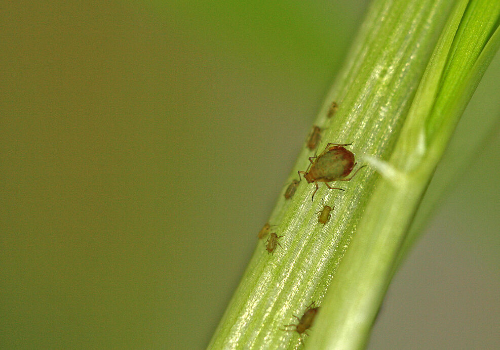 
	Traubenkirschenlaus (Rhopalosiphum padi) überträgt das Gerstengelbverzwergungs-Virus (BYDV=Barley yellow dwarf virus) © T. Will/JKI
