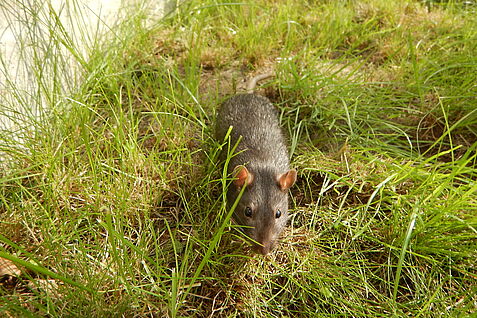 Wanderratte (Rattus norvegicus). @JKI