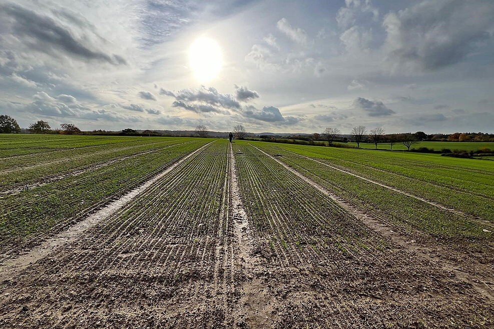 
	Abb. 3: Saatgutbeimpfungsversuch im Langzeitfeldversuch der Universität Kiel in Hohenschulen. Foto: Dr. Andrea Braun-Kiewnick
