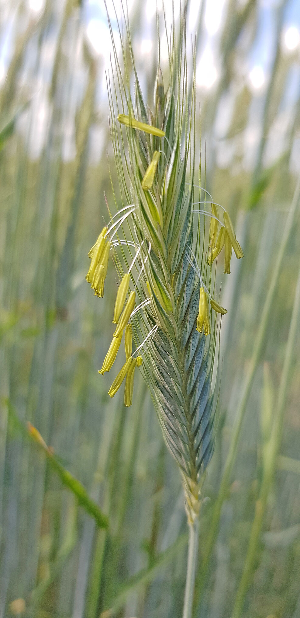 
	Eine Roggen-Ähre produziert ca. 4 Mio. Pollenkörner, die über den Wind verbreitet werden, ein Alleinstellungsmerkmal des Fremdbefruchters © B. Hackauf/JKI
