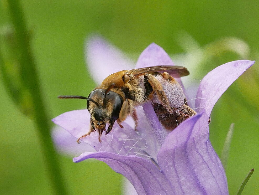 
	Die Braunschuppige Sandbiene (Andrena curvungula) fühlt sich auf den Brachflächen der Mosel-Steillagen wohl. ©Michael Maixner/JKI
