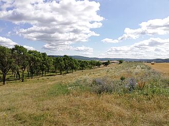 Kleinstruktur: Baumbestand-Blühstreifen-Getreidefeld im Südharz.