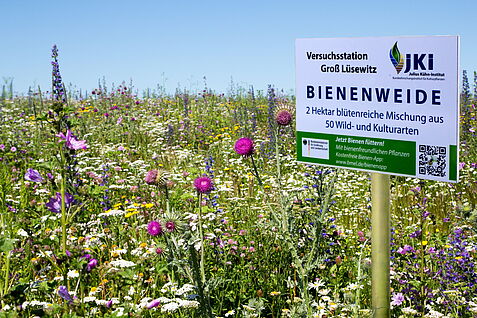 Bienenweide