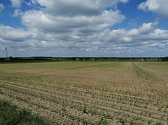 Abgesteckte Düngevarianten im On-Farm Versuch mit Mais zur agronomischen Bewertung der Unterfußdüngung mit Struvit.