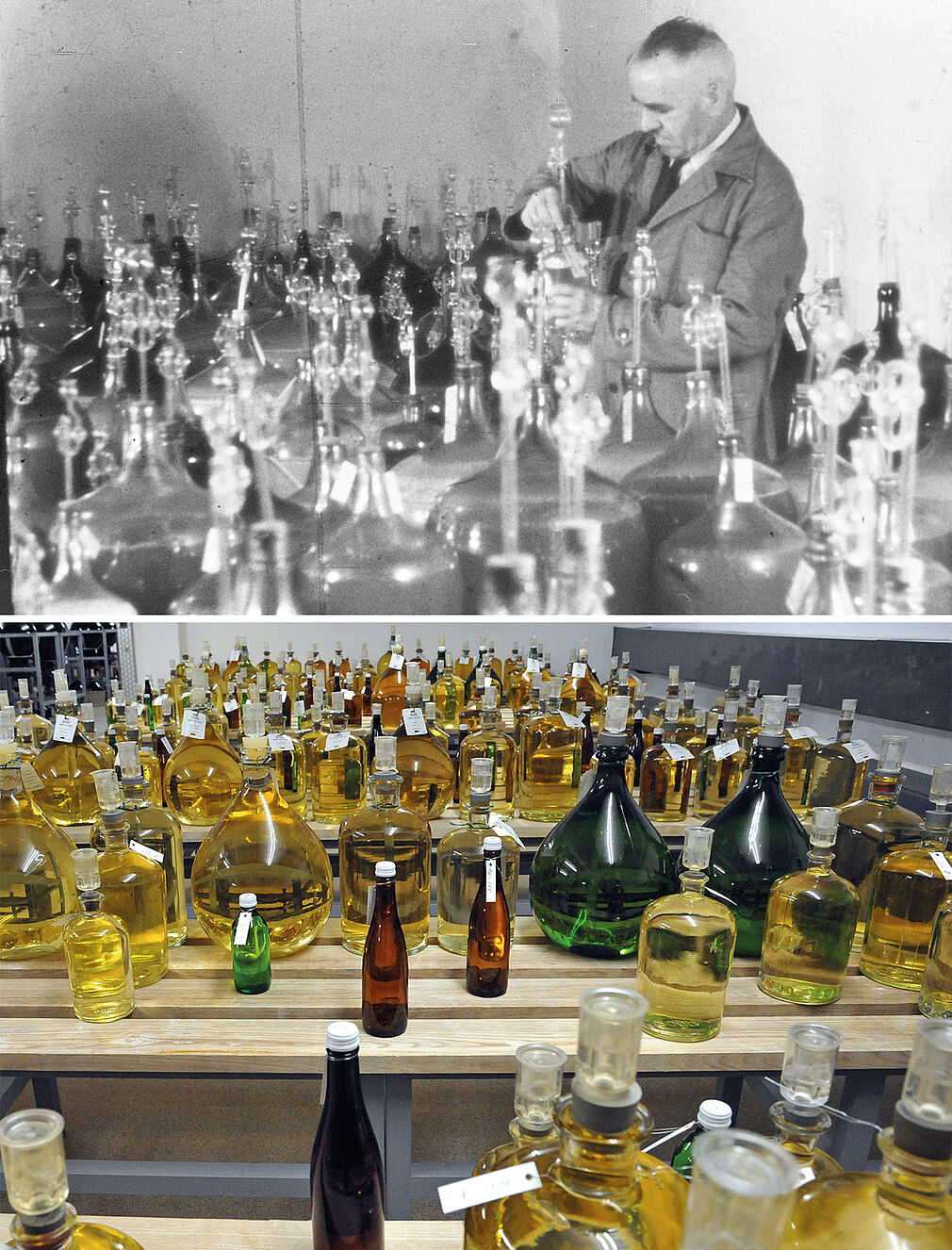 Im Versuchsweinkeller 1960 bringt der Kellermeister Fahrnschon gläserne Gärröhrchen auf Ballongefäße auf. In den Gefäßen befinden sich jeweils Moste einer potenziell neuen Rebsorte, wahrscheinlich aus der Vorprüfung mit zehn Stöcken. Noch heute zeigt sich fast das gleiche Bild. Wahrscheinlich sind die Ballongefäße immer noch die gleichen wie 1960. Die Gärröhrchen sind jedoch weniger zerbrechlichen Modellen aus Plastik gewichen. © Fotos: JKI-Archiv und J. Fuchs/JKI