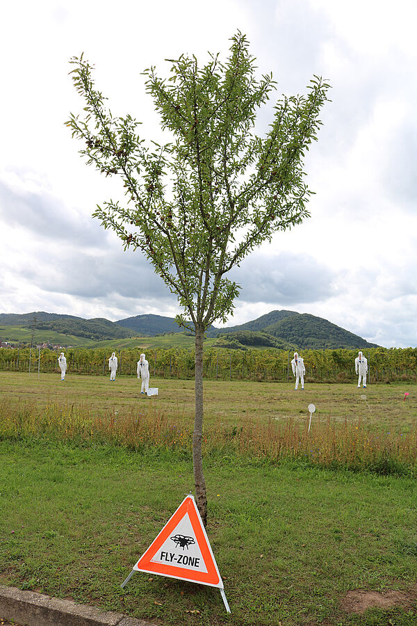 Beim Expositionsversuch in Siebeldingen wurde eine Pflanzenschutzmittelanwendung mit Drohne im Weinberg simuliert. © Julia Fuchs/JKI