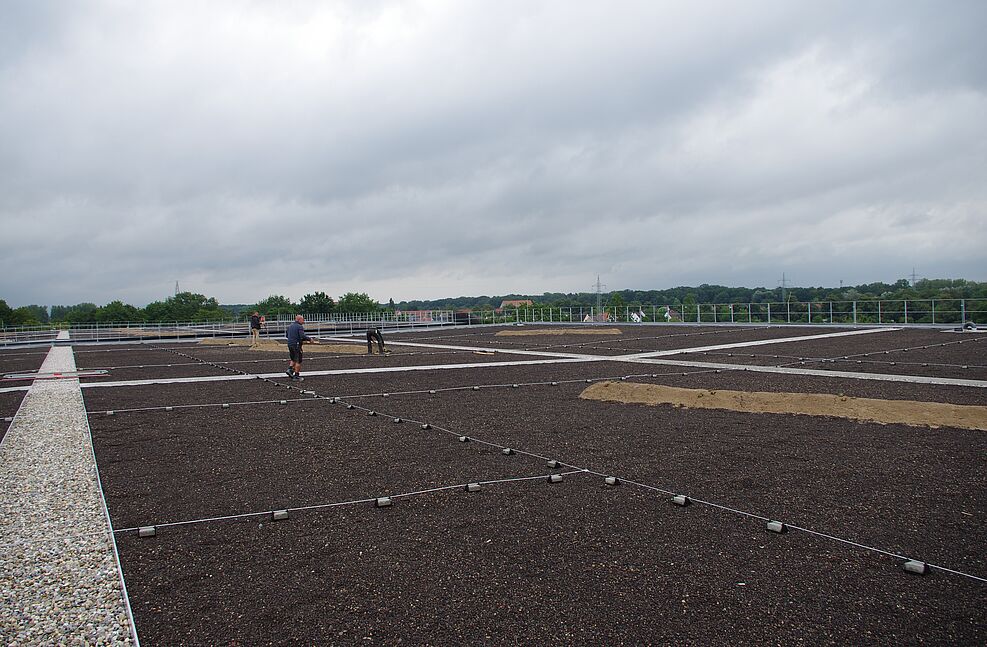 
	Blick übers Parkhausdach des Klinikums Braunschweig während der Staudenpflanzaktion für Wildbienen. ©Greil/JKI
