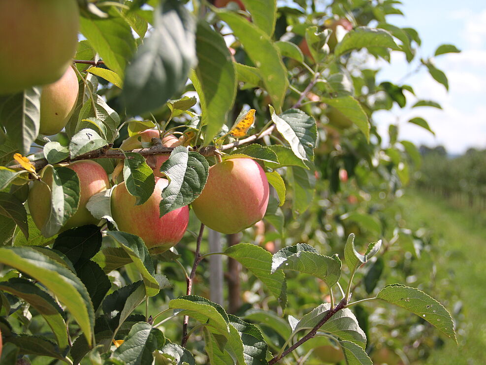
	Apfelanlage am Standort Dossenheim.
