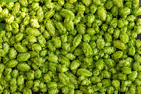 Green ripe hop cones for brewery and bakery background pattern. AdobeStock-286747303-stone36