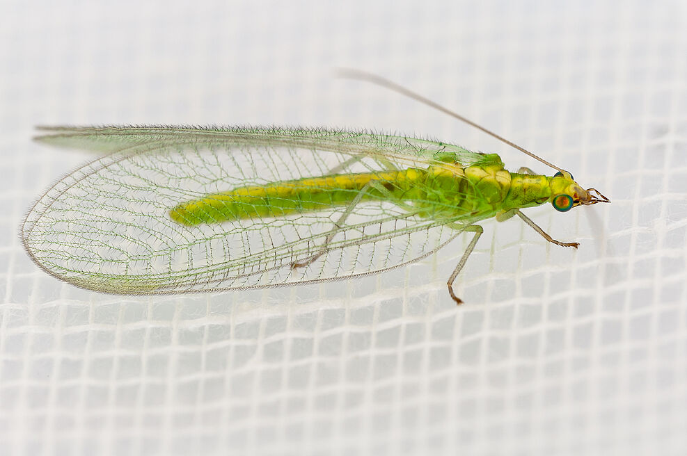 
	Chrysoperla © Feiertag
