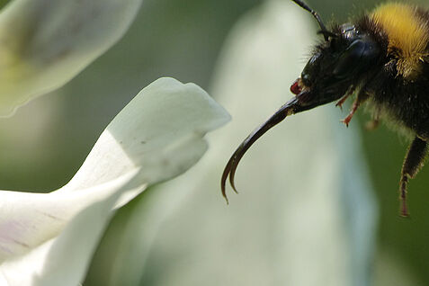 Eine langrüsselige Hummel an einer Ackerbohnenblüte. ©Nicole Beyer/Uni Göttingen