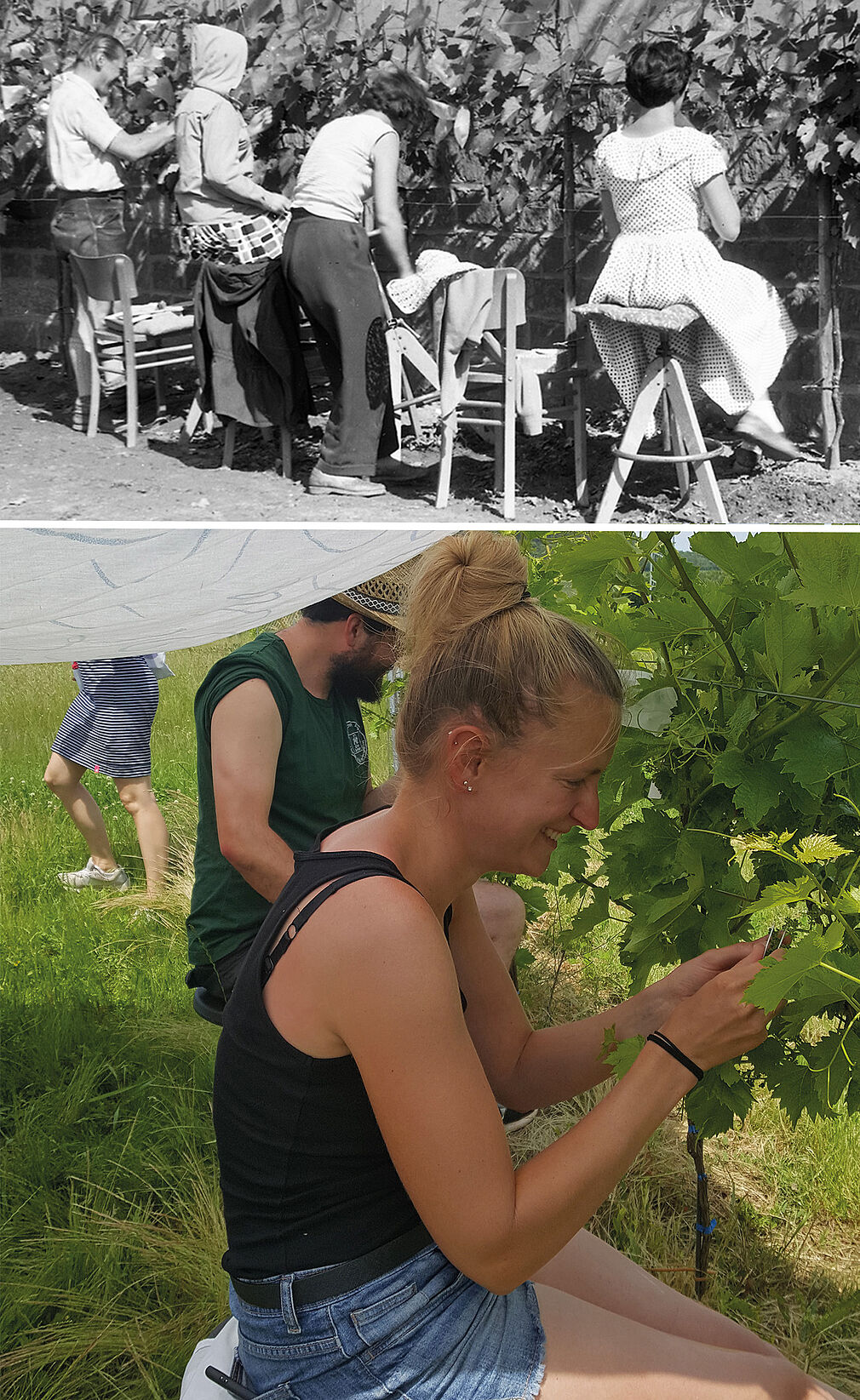 Zur Kreuzungszeit 1958 sitzen drei Mitarbeiterinnen und ein Mitarbeiter auf Drehstühlen, um die Kappen der noch unreifen Rebblüten und die darunterliegenden unreifen Staubgefäße zu entfernen. Dadurch wird eine Selbstbefruchtung verhindert. Die Arbeit erfordert bis heute Konzentration und motorisches Geschick. Die Arbeit hat sich im Laufe eines halben Jahrhunderts praktisch nicht verändert, die Bekleidung jedoch durchaus. Fotos: © JKI-Archiv