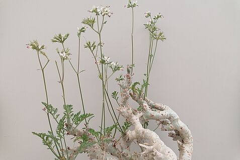 Die Pelargonium-Wildart Pelargoninium chrithmifolium aus der JKI-Sammlung Quedlinburg. © S. Plaschil/JKI