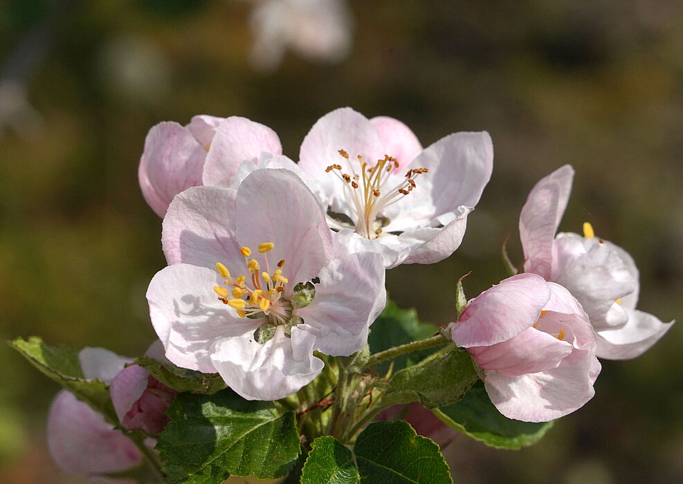 
	Je früher die Obstbaumblüte im Jahr einsetzt, desto höher das Risiko, dass die Blüten durch Spätfrost erfrieren - und ohne Blüte entstehen keine Früchte.
