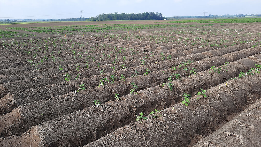 Versuchsanbau diploider Kartoffeln am JKI-Standort Groß Lüsewitz: Um die Züchtung neuer Kartoffelsorten zu vereinfachen und zu beschleunigen wird mit Hybridkartoffelzüchtung experimentiert. Dabei wird die Kartoffel diploid (mit nur zwei Chromosomenkopien) und selbstkompatibel gemacht, was die Einführung einer neuen Eigenschaft von ursprünglich 15-20 auf 3-4 Jahre verkürzt. © ZL/JKI